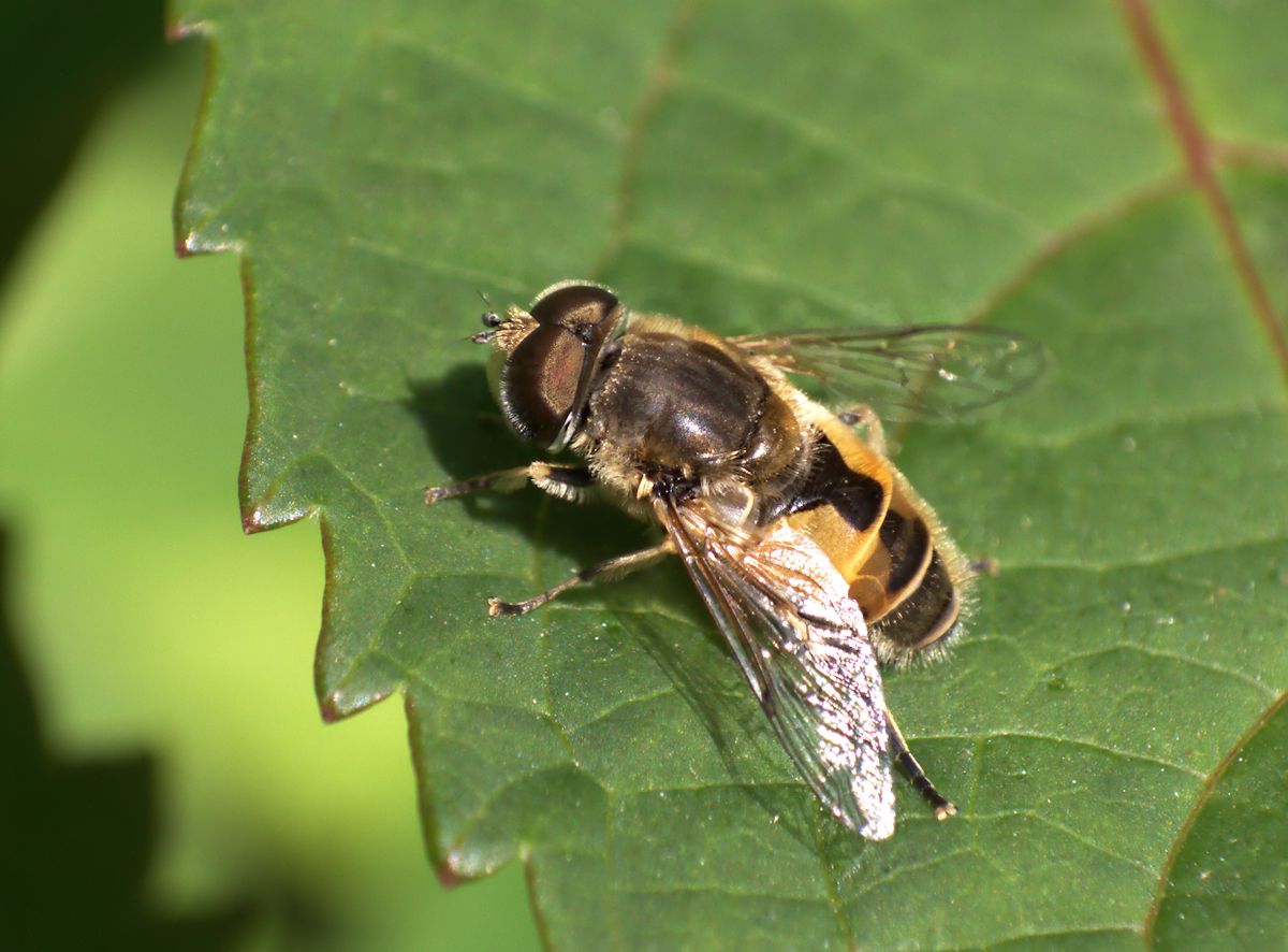 Eristalis arbustorum ?